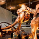 Image for article titled Should the Great Plains become Pleistocene Park?